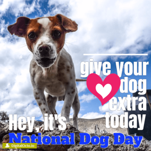 National Dog Day - give your dog extra today