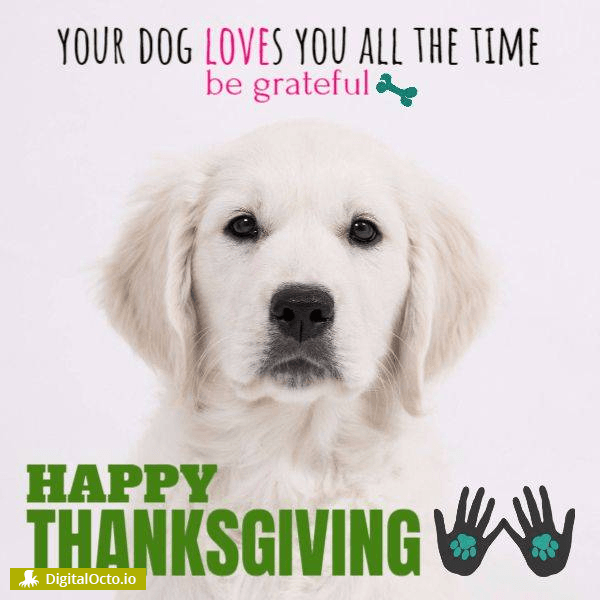 Thanksgiving day dog love